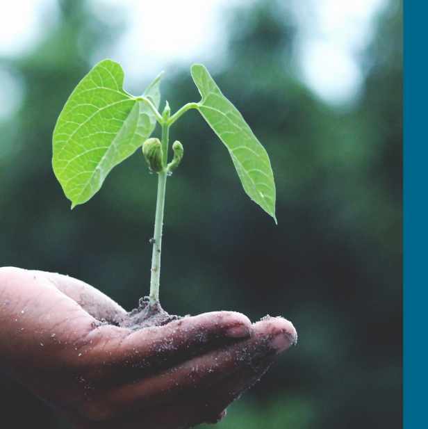 Eine Hand hält eine kleine Pflanze, symbolisiert Wachstum und Nachhaltigkeit.